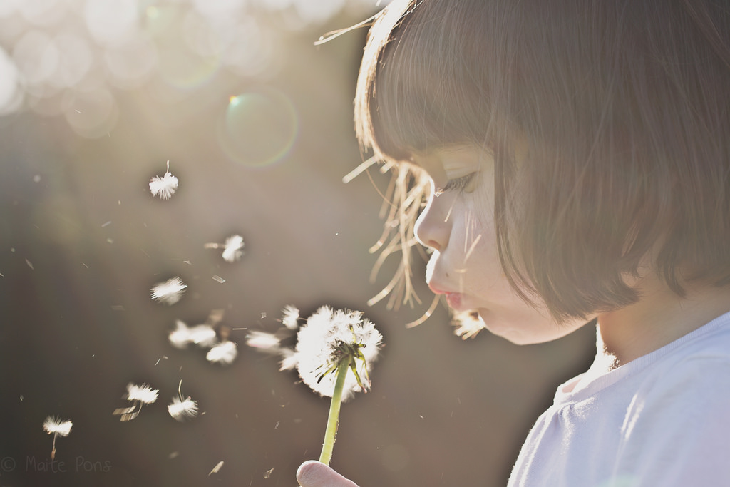 日光, 日没, 写真, プロフィール, 花, タンポポ, 幸福, 春, 空気, 光, 花, 女の子, フレア, 花嫁, 写真, 花弁, 吹く, ヘッドピース, コンピュータの壁紙, 式, ヘアアクセサリー, つま先