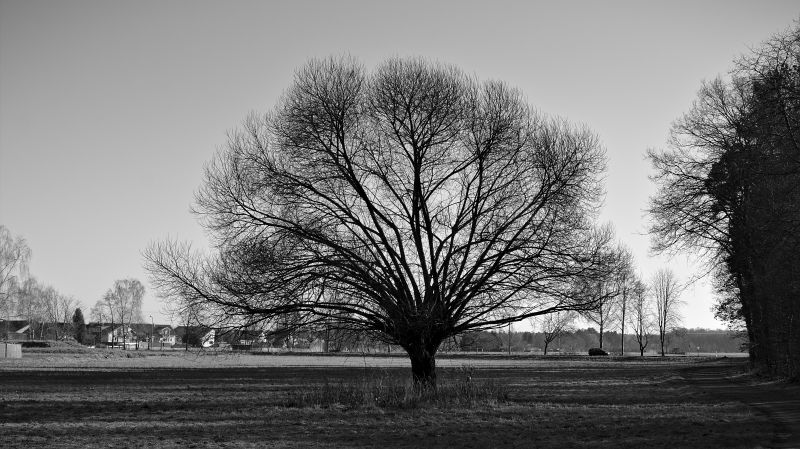 nebe, Příroda, Černý a bílý, strom, dřevina, monochromatické fotografování
