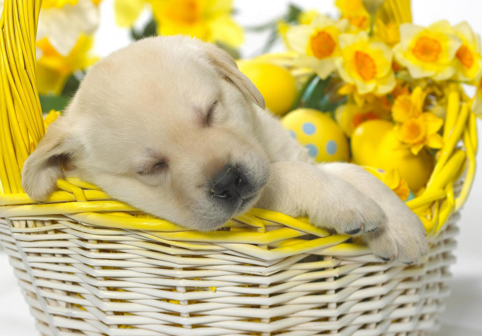 Hintergrundbilder : 2560x1786 px, Tierbilder, Babytiere, coole Bilder