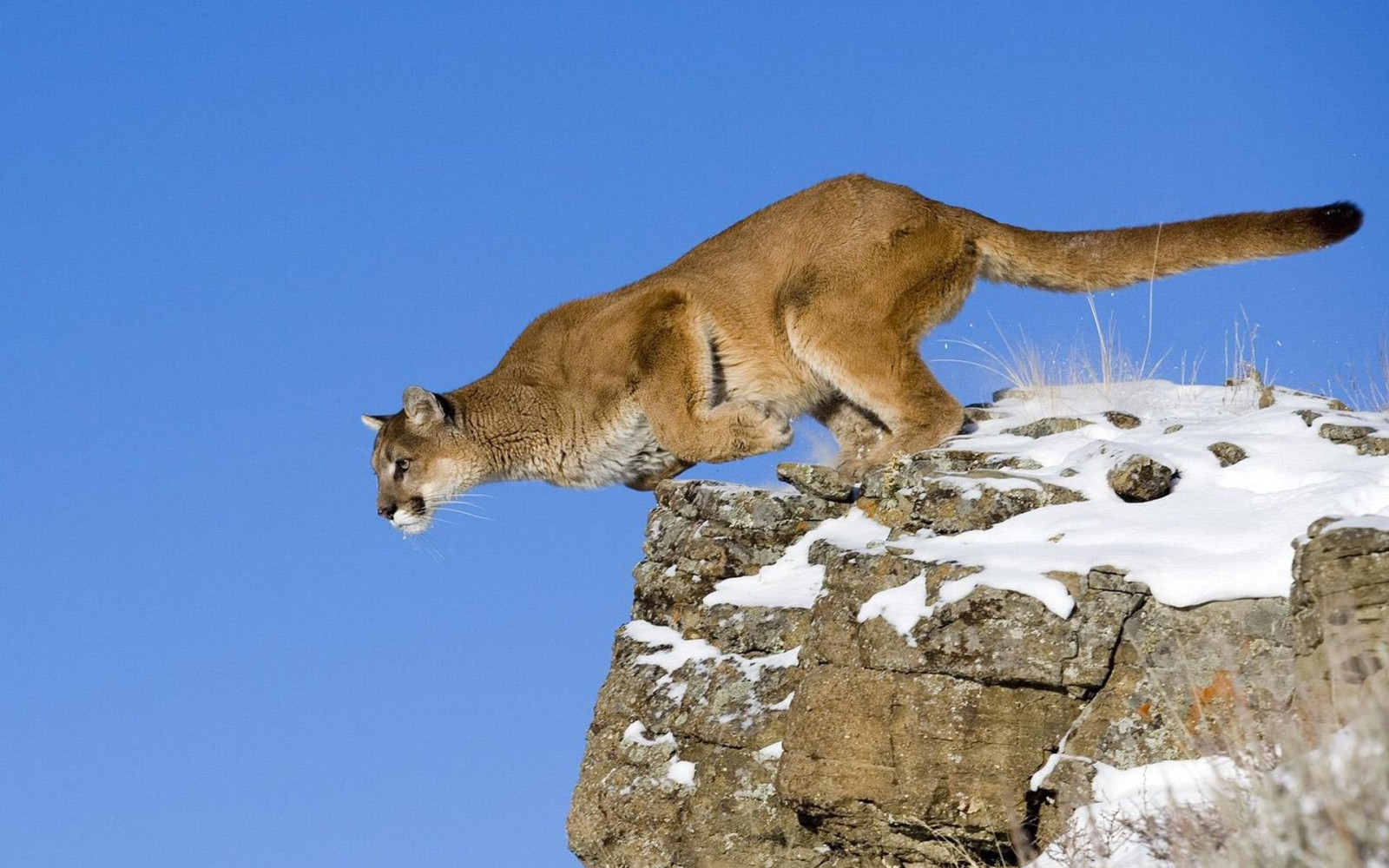 Hintergrundbilder : Puma, springen, Höhe, Schnee 1920x1200 ...