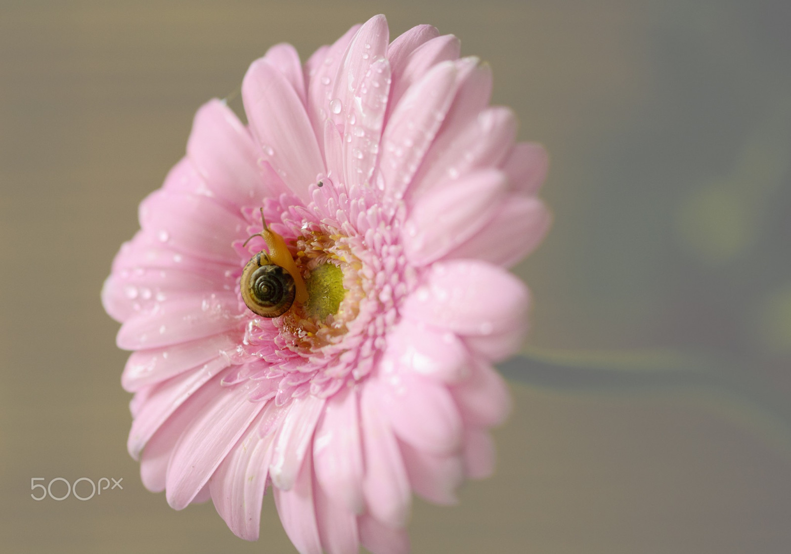 květiny, Příroda, fotografování, hmyz, pyl, květ, růžový, Sedmikráska, květ, rostlina, flóra, okvětní lístek, suchozemská rostlina, kvetoucí rostlina, zblízka, makro fotografie, závod stonek, daisy rodina, gerbera, nektar