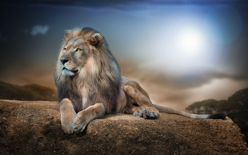 Animais, leão, animais selvagens, Gatos grandes, fauna, mamífero Animais, leão, animais selvagens, Gatos grandes, fauna, mamífero