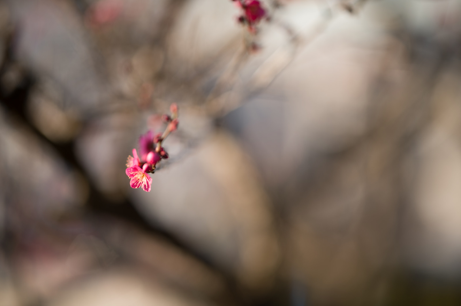 Japonsko, slunečnímu záření, Příroda, Červené, fotografování, větev, Třešňový květ, Nikon, květ, jaro, Tokio, jp, barva, strom, NIKKOR, podzim, list, květ, rostlina, sezóna, švestka, UME, flóra, okvětní lístek, afs105mmf14eed, afsnikkor105mmf14eed, df, Ikegami, japaneseapricot, ikegamiplumpark, zblízka, makro fotografie
