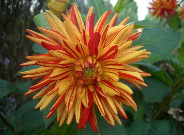 flower,two color,close up,dahlia,striped,green