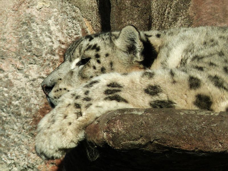 Tierwelt,Schneeleopard,Säugetier,Fauna,terrestrial animal,Whiskers