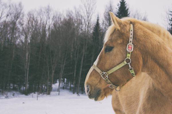 horse,winter,Rein,mare,mammal,mane