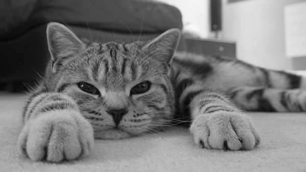 cat,drawing,monochrome,eyes,nose,striped