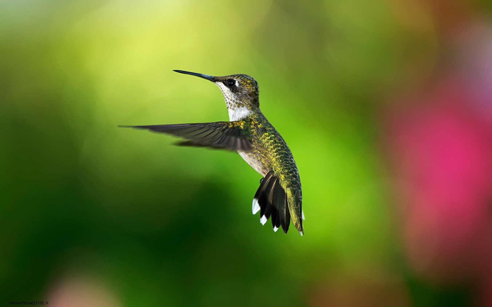 Wallpaper birds, animals, nature, green, wildlife, hummingbirds, beak