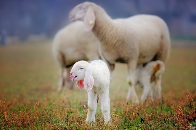 agnello,钢琴,纵向,独奏,宝贝