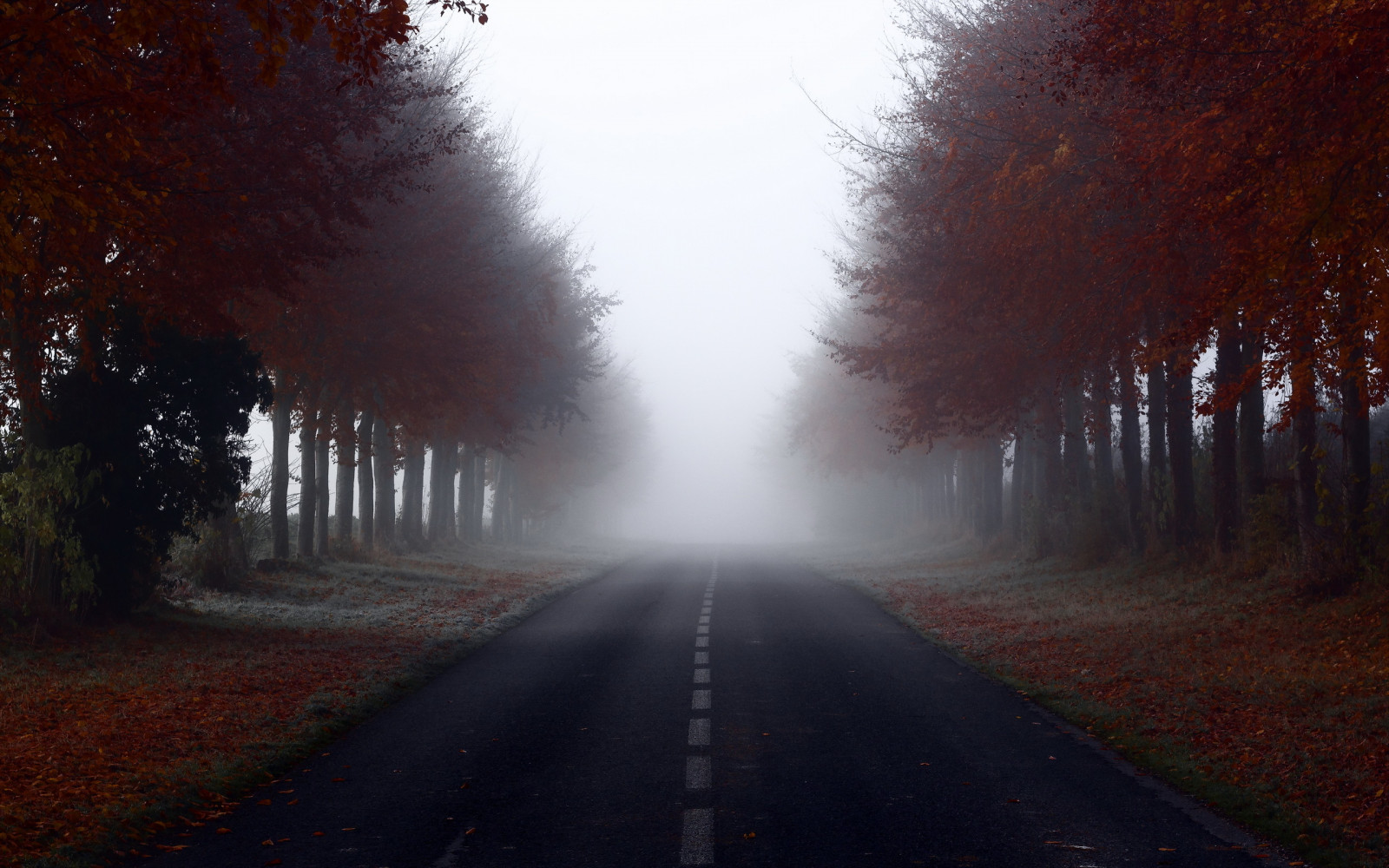 Tree Fog Sign Wallpaper : road, signs, trees, fog 2560x1600 - wallhaven - 1003656 ...