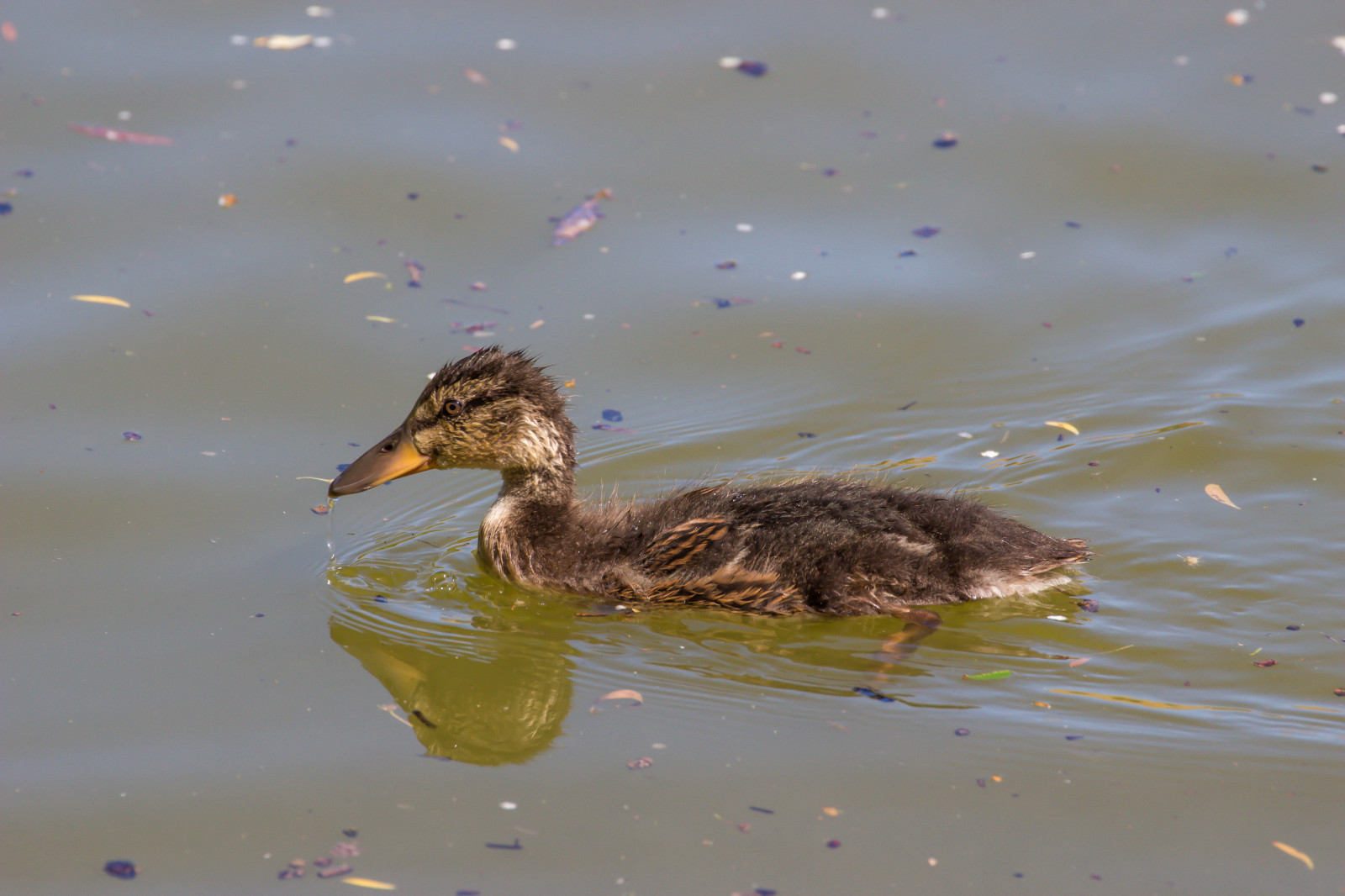 voda, Volně žijících živočichů, kachna, zobák, divoká kachna, pták, Malmo, Pildammsparken, f gel, Kamera aby kánon, geolocation, exif aby kánon, EXIF otvor 71, exif isospeed 200, EXIF ef70300mmf456lisusm čočka, exif focallength 300mm, kachňátko, Model fotoaparátu canoneos100d, exif modelu canoneos100d, křídlo, fauna, vodní ptáci, obratlovců, vodní pták, kachen, hus a labutě, shorebird, seaduck, Mergus