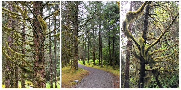trees,forest,nature,grass,branch,collage