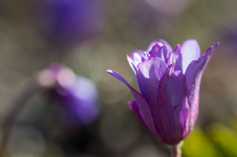 φωτογραφία,μωβ,άνθος,άνοιξη,κρόκος,λουλούδι