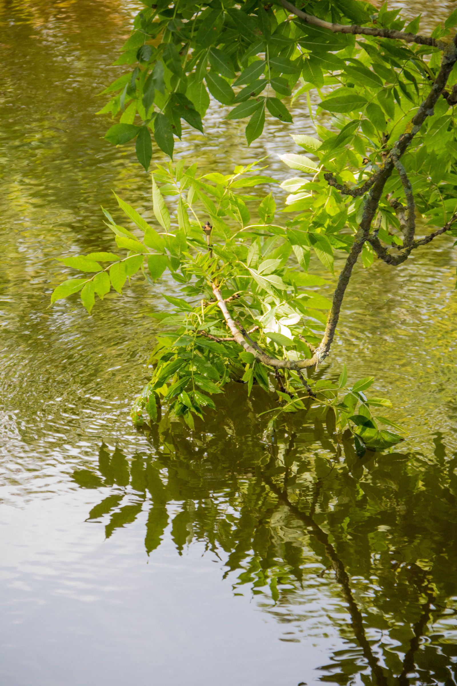 afspejling, afdeling, grøn, flod, Dam, jungle, strøm, regnskov, vådområde, træ, blad, blomst, plante, refleksioner, Sterlen, vegetation, exif model canoneos760d, geocountry, kamera gør kanon, geocity, kameramodel canoneos760d, geostate, geolocation, exif linse efs18200mmf3556is, exif åbning 56, exif gøre kanon, exif focallength 120mm, exif isospeed 500, Simrishamn, Reflektioner, Tobisvik, skov, levested, naturligt miljø, botanik, vedplante