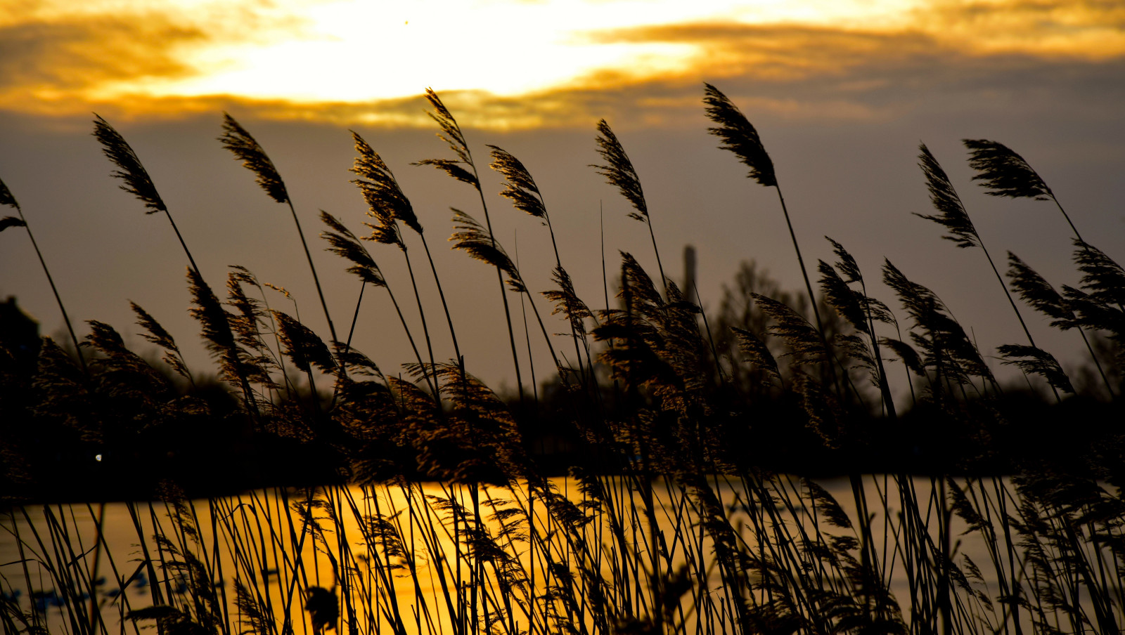 slunečnímu záření, západ slunce, voda, Příroda, písek, odraz, tráva, nebe, pole, mraky, pláž, svítání, večer, ráno, most, slunce, soumrak, mrak, strom, květ, počasí, svítání, rostlina, oceán, mořské chaluhy, zemědělství, suchozemská rostlina, kvetoucí rostlina, tráva rodina, arecales