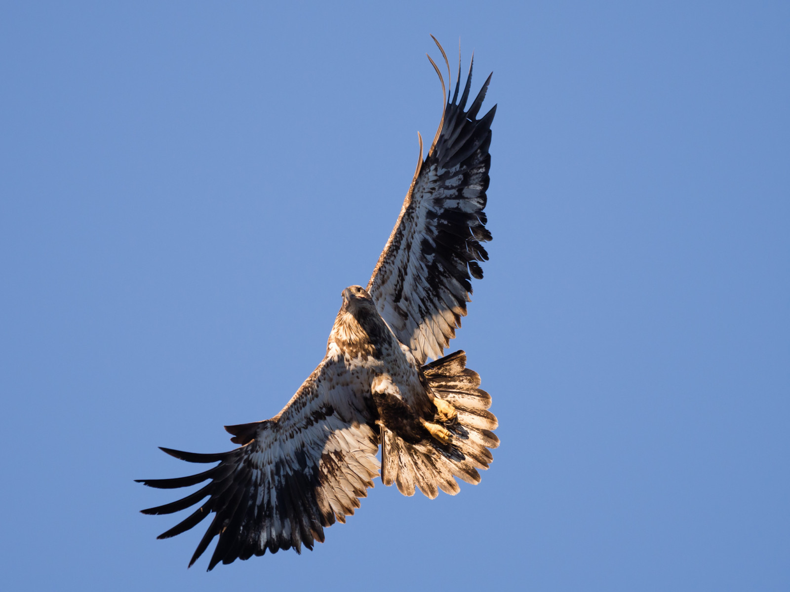 cielo, natura, uccello rapace, aquila, Ingranaggio, aquila calva, aquilone, becco, Minnesota, Falco, Olimpo, saccheggiatore, uccello, falco, baldeagle, piuma, condor, poiana, ala, posti, fauna, avvoltoio, Accipitriformi, haliaeetusleucocephalus, Em1ii, Olympus300mmf4, Wabasha, stock photography