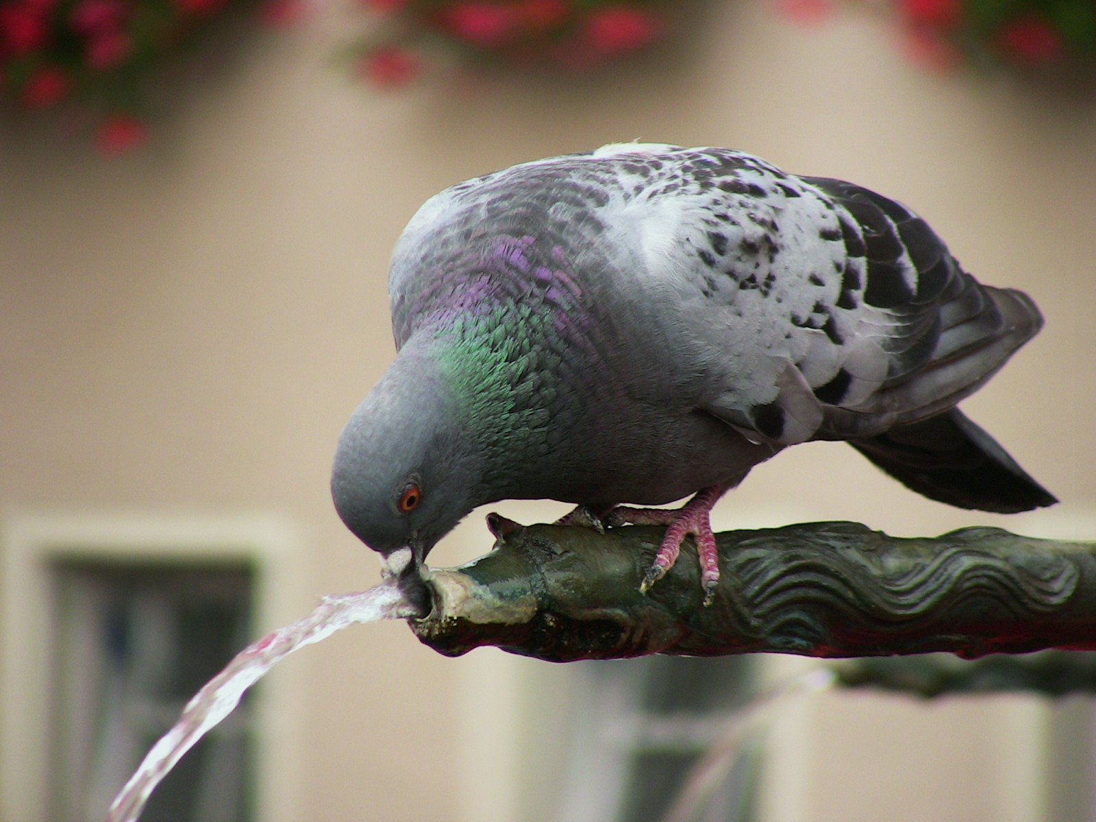 ptactvo, zvěř, stvoření, zobák, zvíře, pták, holub, Pírko, vogel, fauna, řada, roba66, oiseaux, thewonderfulworldofbirds, Zvířata, andulka, organismus, holubi a holubice, Taube