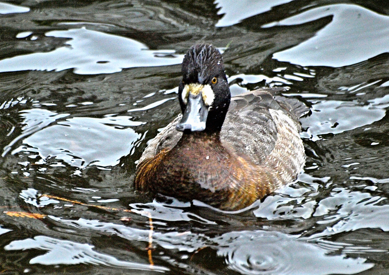 ženský, kachna, rybník, Kachny, slepice, vodní ptáci, divoké ptactvo, pondlife, Duckfamily, Vévodky, localpond, Ducksinwinter, Pondarea, Lesserscaub, Duckspecies, Newduck, lougheedburnabybc, Ženy bez žen, Méně