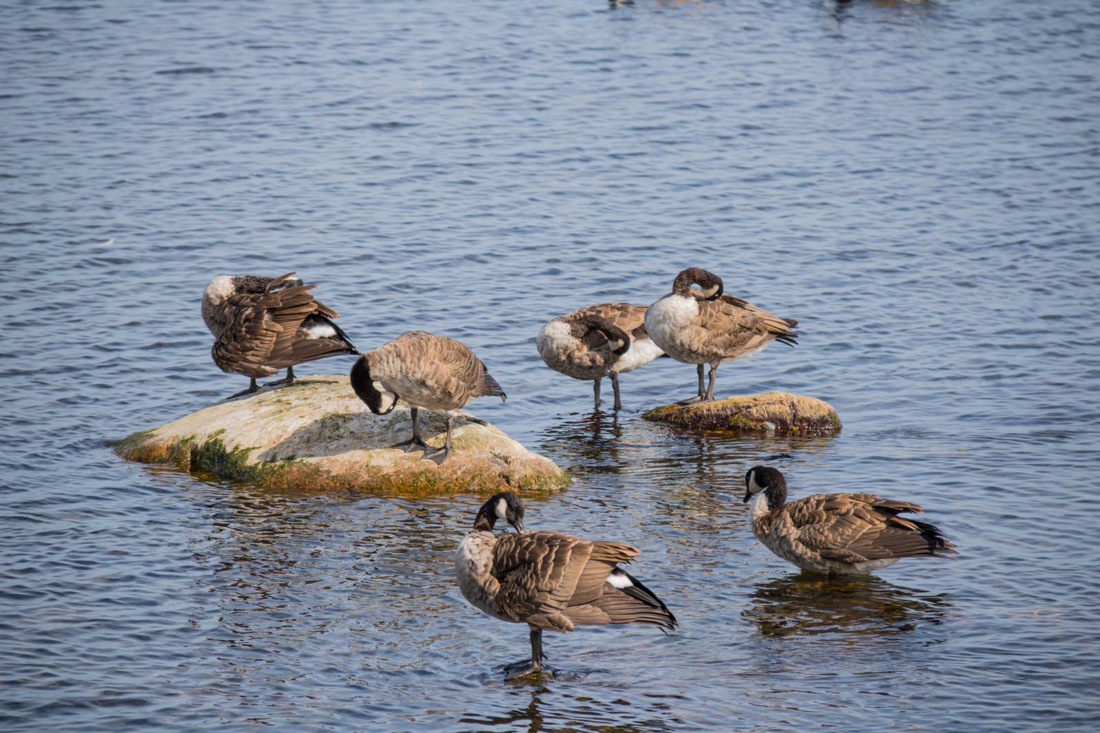 moře, voda, odraz, Volně žijících živočichů, pták, vatten, hav, f gel, sterlen, exif modelu canoneos760d, geocountry, Kamera aby kánon, geocity, Model fotoaparátu canoneos760d, geostate, geolocation, EXIF čočka efs18200mmf3556is, exif focallength 200mm, exif aby kánon, EXIF isospeed 100, EXIF otvor 63, Simrishamn, fauna, obratlovců, vodní pták, shorebird