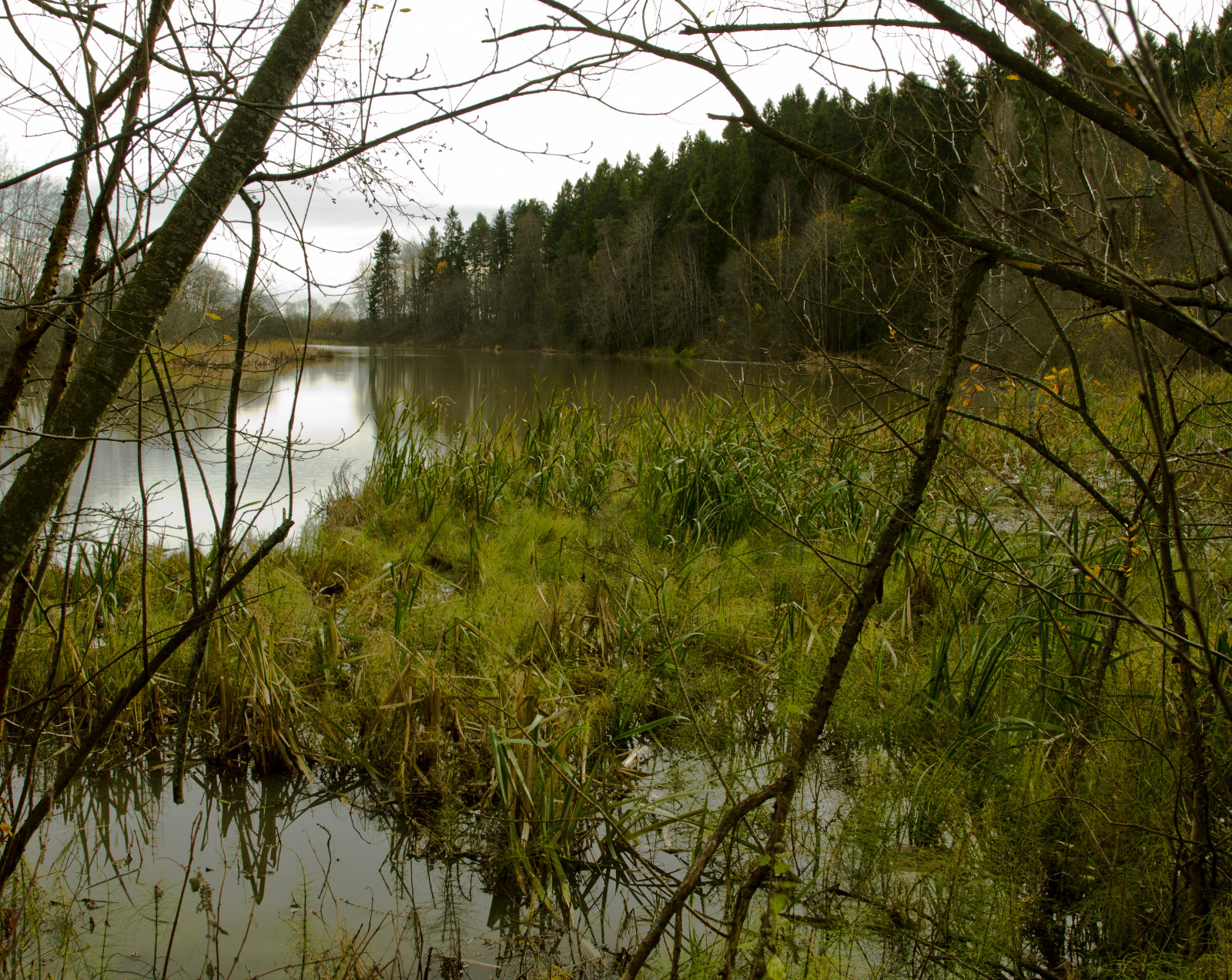 ต้นไม้, ป่า, ตก, เนินเขา, ทะเลสาบ, น้ำ, ธรรมชาติ, การสะท้อน, หญ้า, ท้องฟ้า, ฝน, สาขา, สีเขียว, หนาว, นอร์เวย์, เช้า, แม่น้ำ, สัตว์ป่า, Canon, ขอบฟ้า, ถิ่นทุรกันดาร, ฟางข้าว, บ่อน้ำ, กระแส, พุ่มไม้, กิ่งไม้, ปลัก, พื้นที่ชุ่มน้ำ, ต้นไม้, ฤดูใบไม้ร่วง, ใบไม้, ดอกไม้, ปลูก, ฤดู, ฝนตก, พุ่มไม้, eos, 7 วัน, นอร์เวย์, Norwegen, ป่าไม้, natureshot, naturepic, บึง, กิ่งไม้, เขตชนบท, ถิ่นที่อยู่, สภาพแวดล้อมทางธรรมชาติ, ปรากฏการณ์บรรยากาศ, ทางน้ำ, ไม้ยืนต้น, คุณลักษณะทางภูมิศาสตร์, ระบบนิเวศ, บึง, กรีน, lillestr m, ภาพนิ่ง, ลีร่า