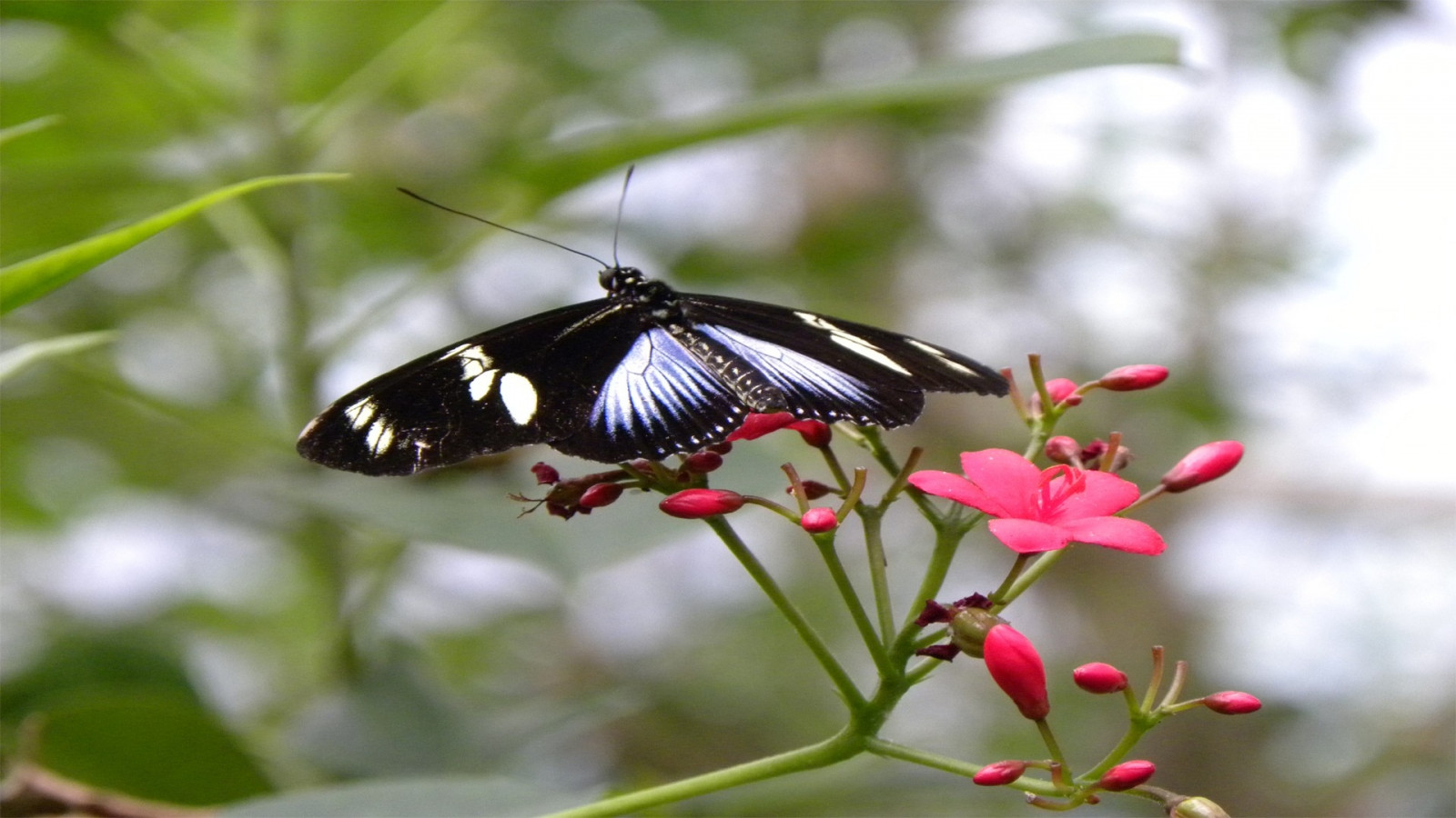 butterfly, patterns, flowers, flying