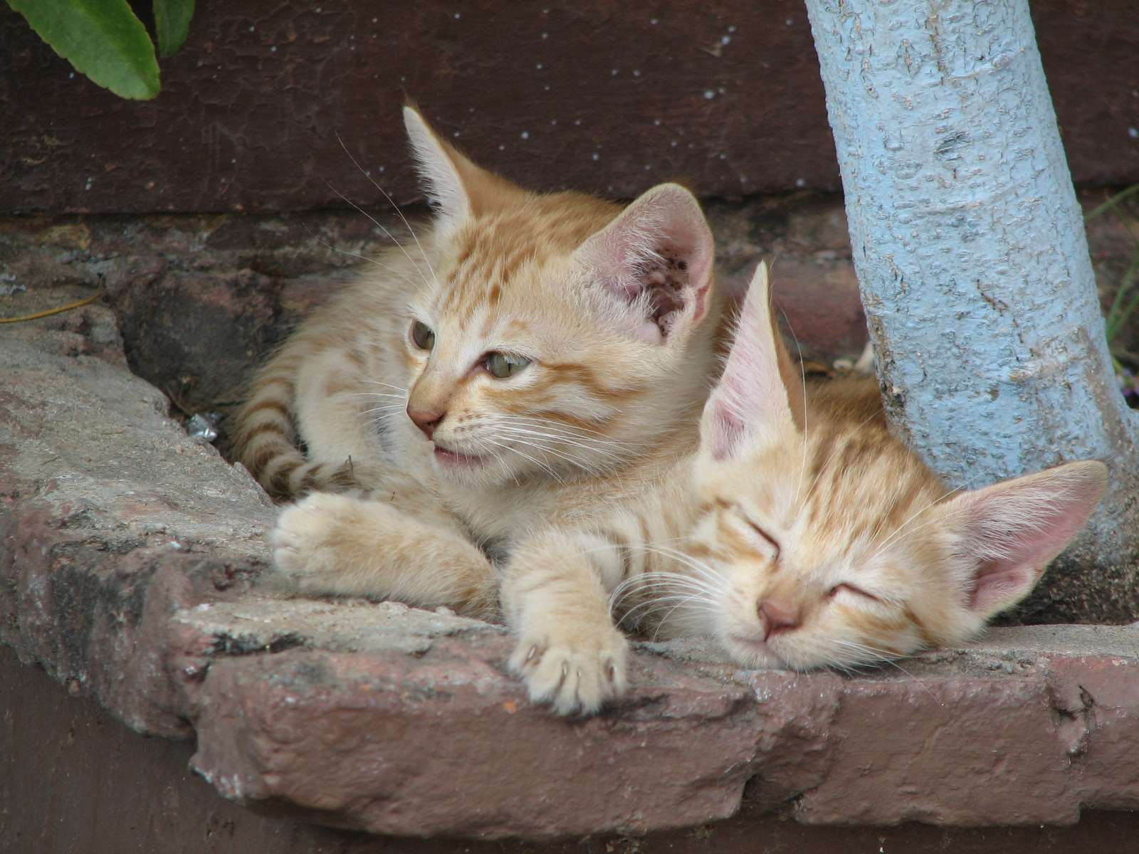 Indie, kočka, kotě, koťata, Varanasi, Spací kolečko, india20082