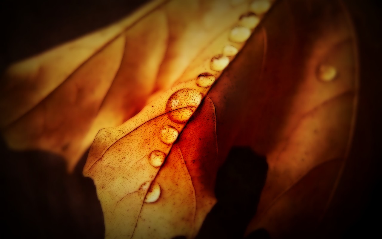 luce del sole, le foglie, natura, rosso, fotografia, gocce d'acqua, emozione, leggero, colore, foglia, fiore, occhio, oscurità, corpo umano, organo, avvicinamento, fotografia macro