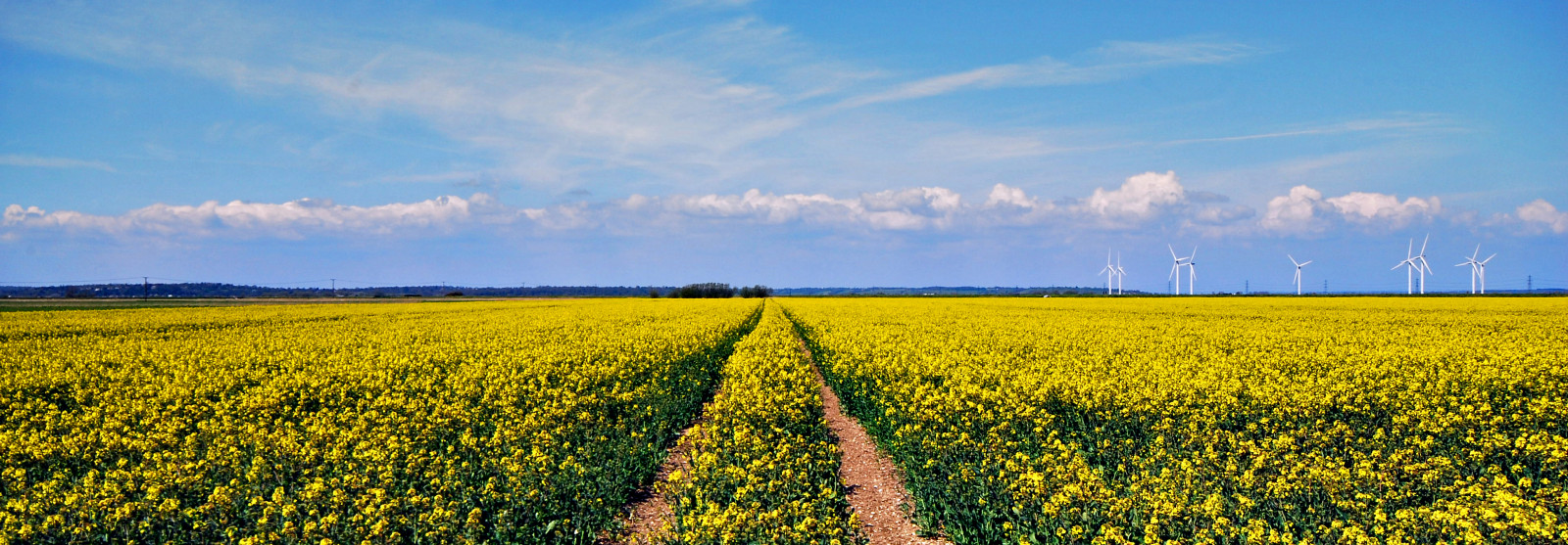 krajina, nebe, pole, žlutý, hospodařit, Nikon, vzepětí, řepkového, Sussex, polního, květ, Pohled, lučina, rostlina, znásilnění, pole, řepka, zemědělství, louka, plantáž, prostý, eastsussex, 18200 mm, D200, vr, energie, ploché, prérie, oříznutí, oilseedrape, rapa, rapaseed, vyrobit, kvetoucí rostlina, brassica, hořčice závod, brassica rapa, hořčice a zelí rodina, ekoregion, romneymarsh, větrné turbíny, rappi, Wallandmarsh, Jurysgap, Littlecheynecourtwindfarm, Broomhilllevels