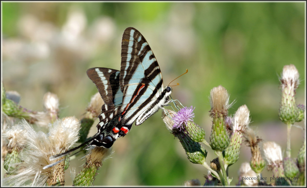 Zebraswallowtail, Eurytidesmarcellus, vlaštovčí ocas, motýl, lepidoptera, hmyz, Volně žijících živočichů, Příroda, fauna, Creepingthistle, bodlák, divoká rostlina, flóra, teleobjektiv, pentax, k3