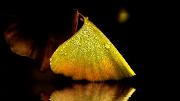 nature,autumn,reflection,blackbackground,droplets,leaf