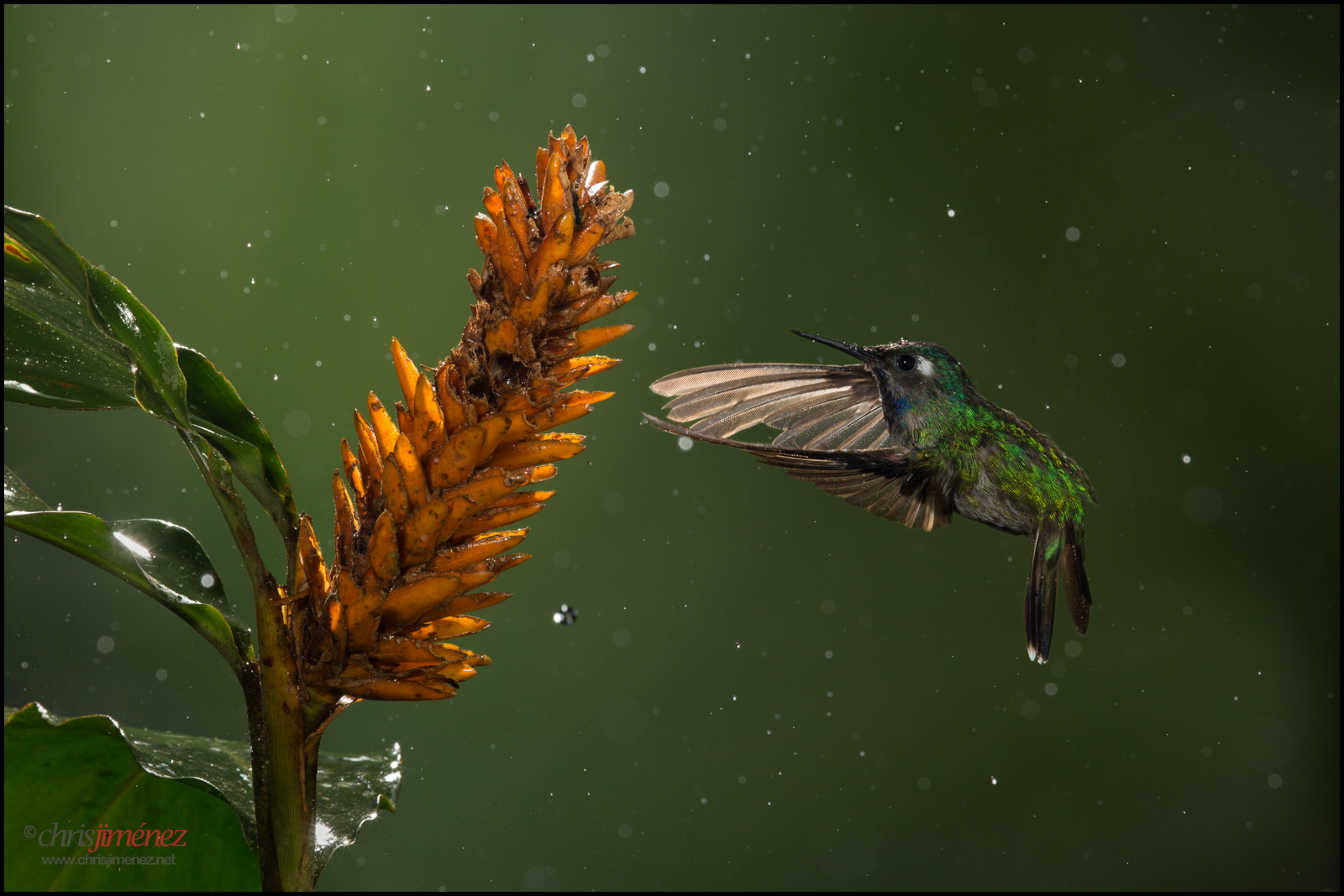 Wallpaper : forest, garden, tail, water, rain, insect, wildlife, orange ...