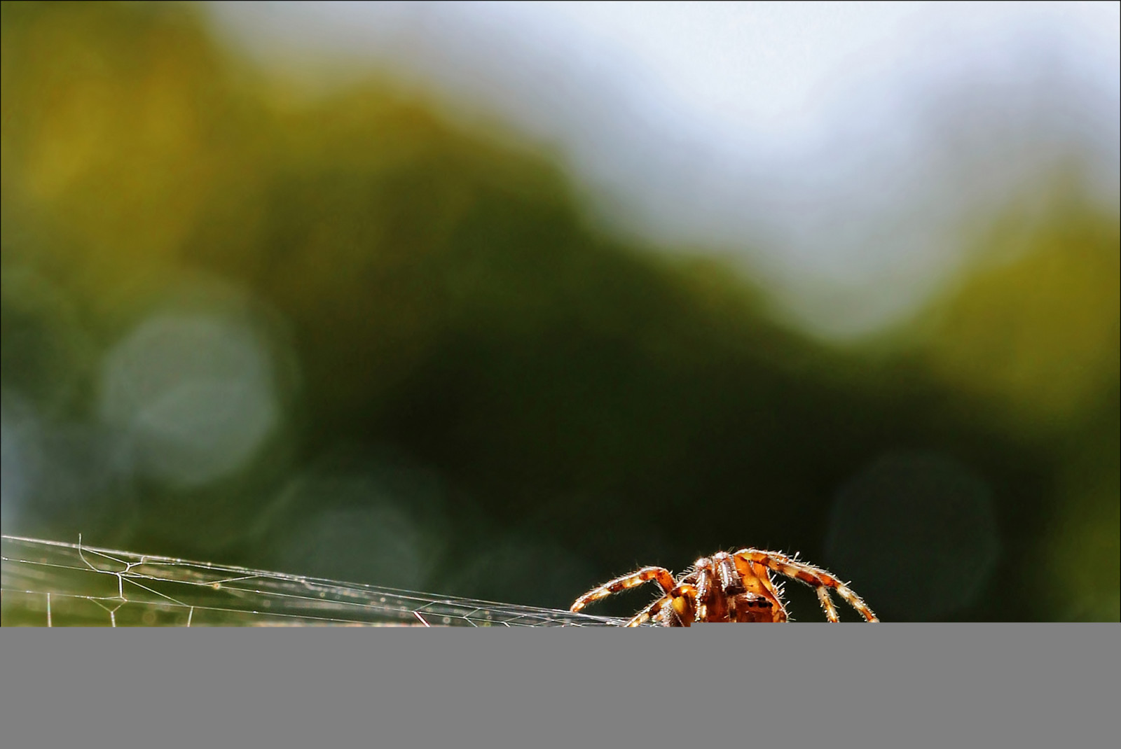 Příroda, fotografování, detailní, makro, větev, hmyz, zelená, žlutý, bokeh, pavouk, hloubka pole, list, barvy, pavučina, Farben, fauna, licht, nahaufnahme, zblízka, makro fotografie, závod stonek, bezobratlý, spinnennetz, svítivý, spinne, sch rfeebene, leuchtend