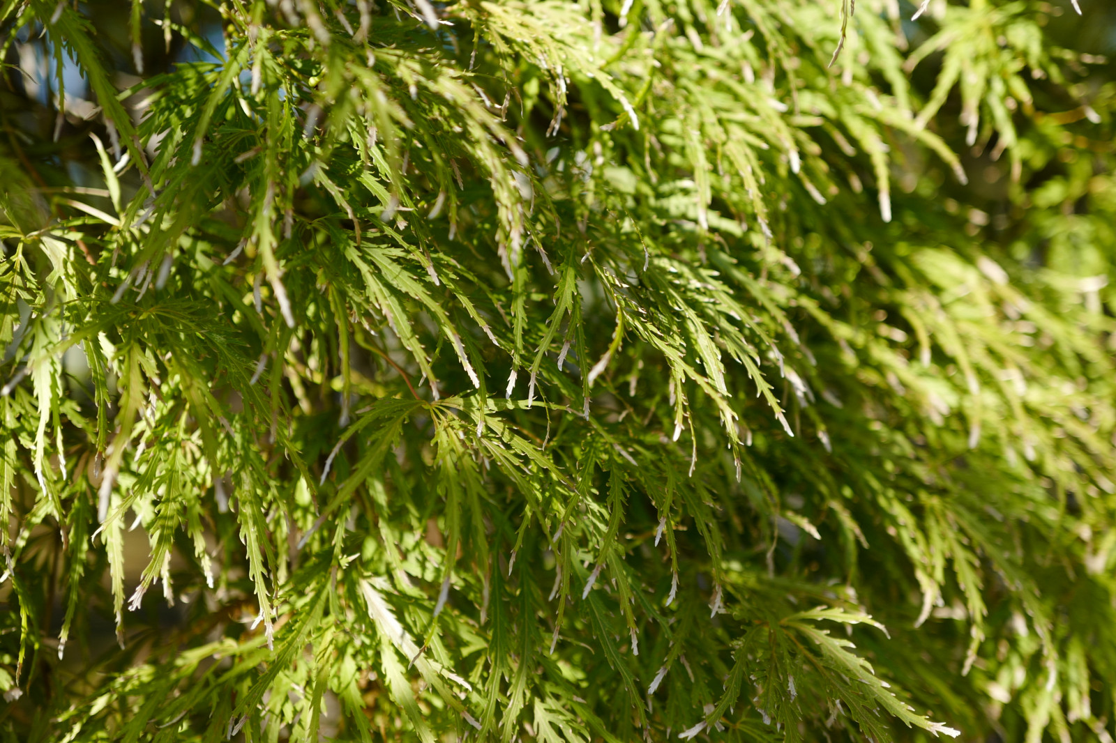 Japonsko, větev, zelená, Leica, Tokio, jp, Evergreen, strom, list, květ, rostlina, flóra, Shinjuku, shinjukugyoen, summilux, leicaq, summilux1728, q, 1728, vyrobit, botanika, suchozemská rostlina, kvetoucí rostlina, dřevina, keř, tráva rodina