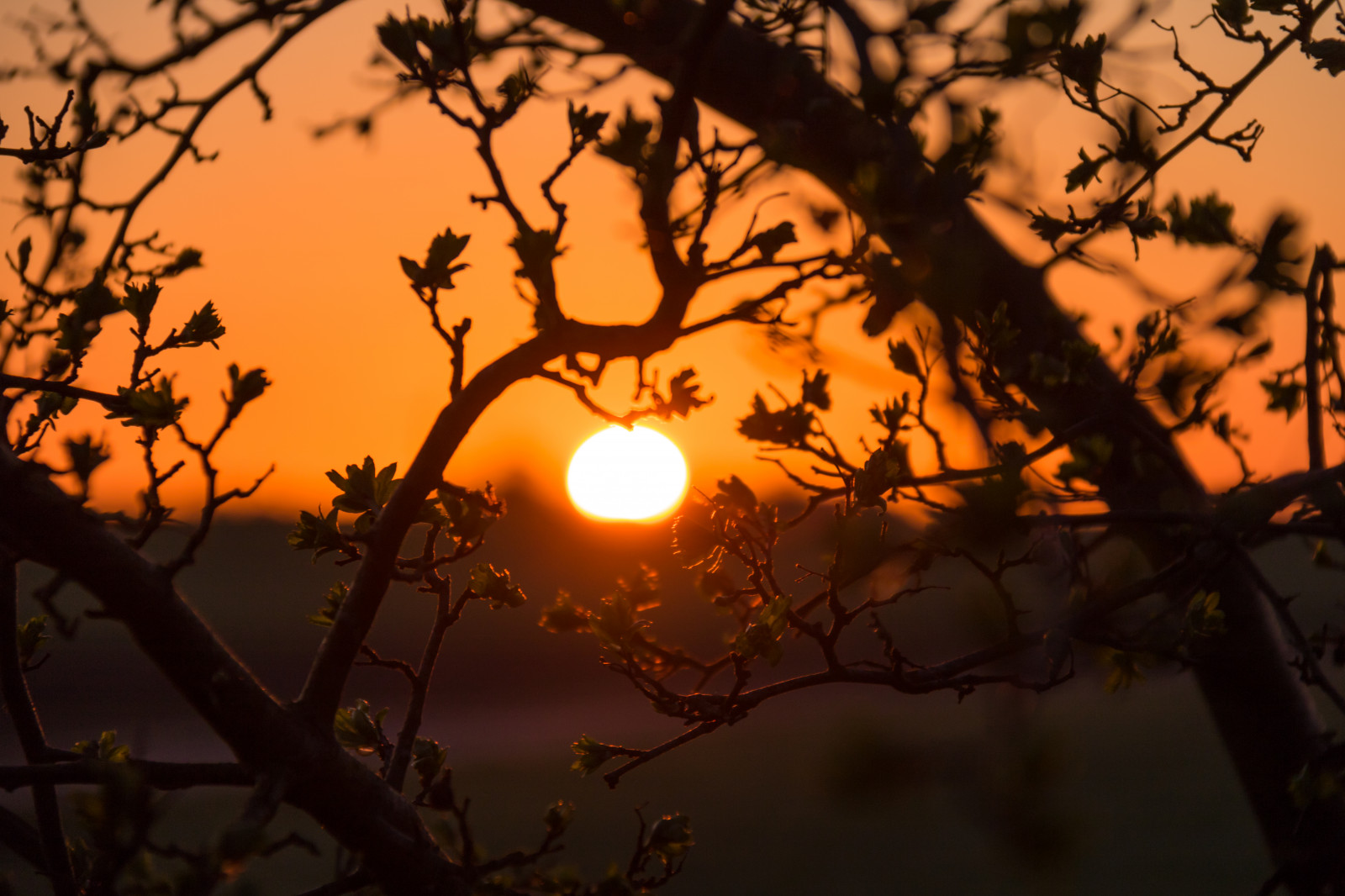 slunečnímu záření, krajina, západ slunce, Příroda, odraz, nebe, větev, svítání, večer, ráno, slunce, soumrak, světlo, mrak, strom, podzim, list, květ, svítání, rostlina, nebe, venkov, moln, landsbygd, soluppg ng, s dersl tt, landskap, tma, atmosférický jev, dřevina, astronomický objekt