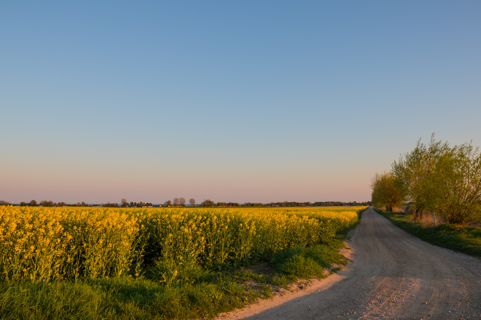 krajina, západ slunce, kopec, Příroda, tráva, nebe, pole, silnice, večer, ráno, horizont, Dálnice, soumrak, řepkového, mrak, strom, podzim, květ, svítání, lučina, rostlina, solnedg ng, venkov, landsbygd, nárazy, f lt, s dersl tt, landskap, řepka, rapefield, zemědělství, louka, prostý, prérie, venkov, ekosystém, tráva rodina, brassica