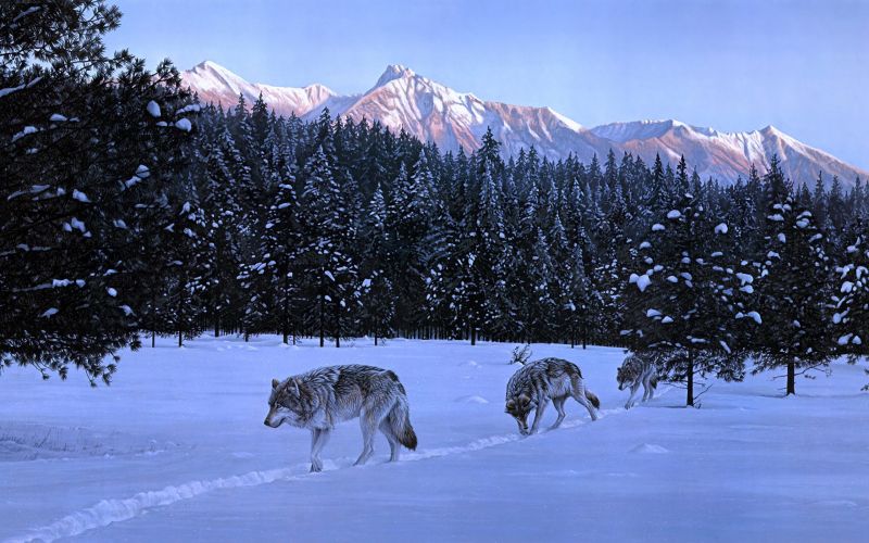 animals, nature, snow, winter, vehicle, wolf animals, nature, snow, winter, vehicle, wolf