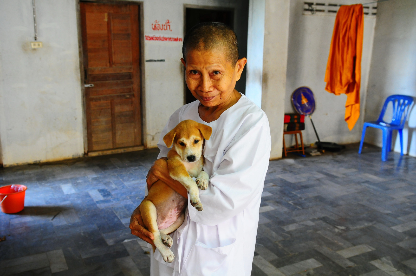 oči, ulice, Červené, nachový, modrý, židle, Pes, Nikon, dveře, Kbelík, džungle, NIKKOR, dítě, usměj se, žena, štěně, streetphotography, savec, 175528, župan, jeptiška, druh, D300, čenich, pes jako savec, psí plemeno skupina, carnivoran, littledoglaughedstories, laskavost, Hiddenmessage, Orande, Thaismile, Opuštěné,, Thedogpalace, Nursenun