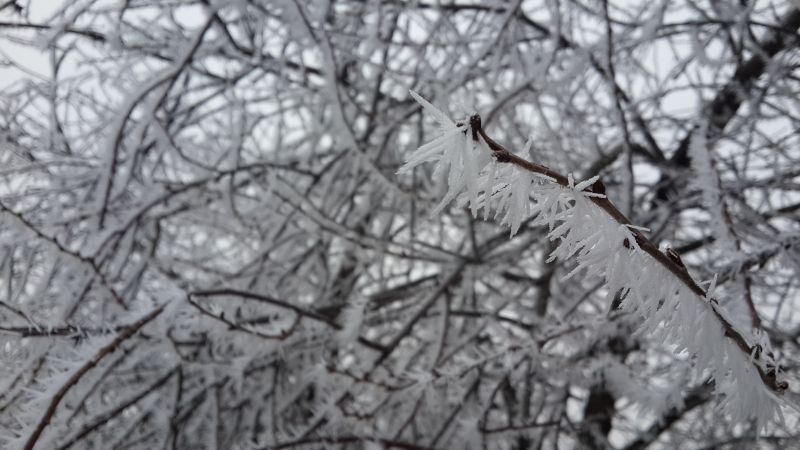 flocon de neige,hiver,blanc,neige,arbre,Contexte
