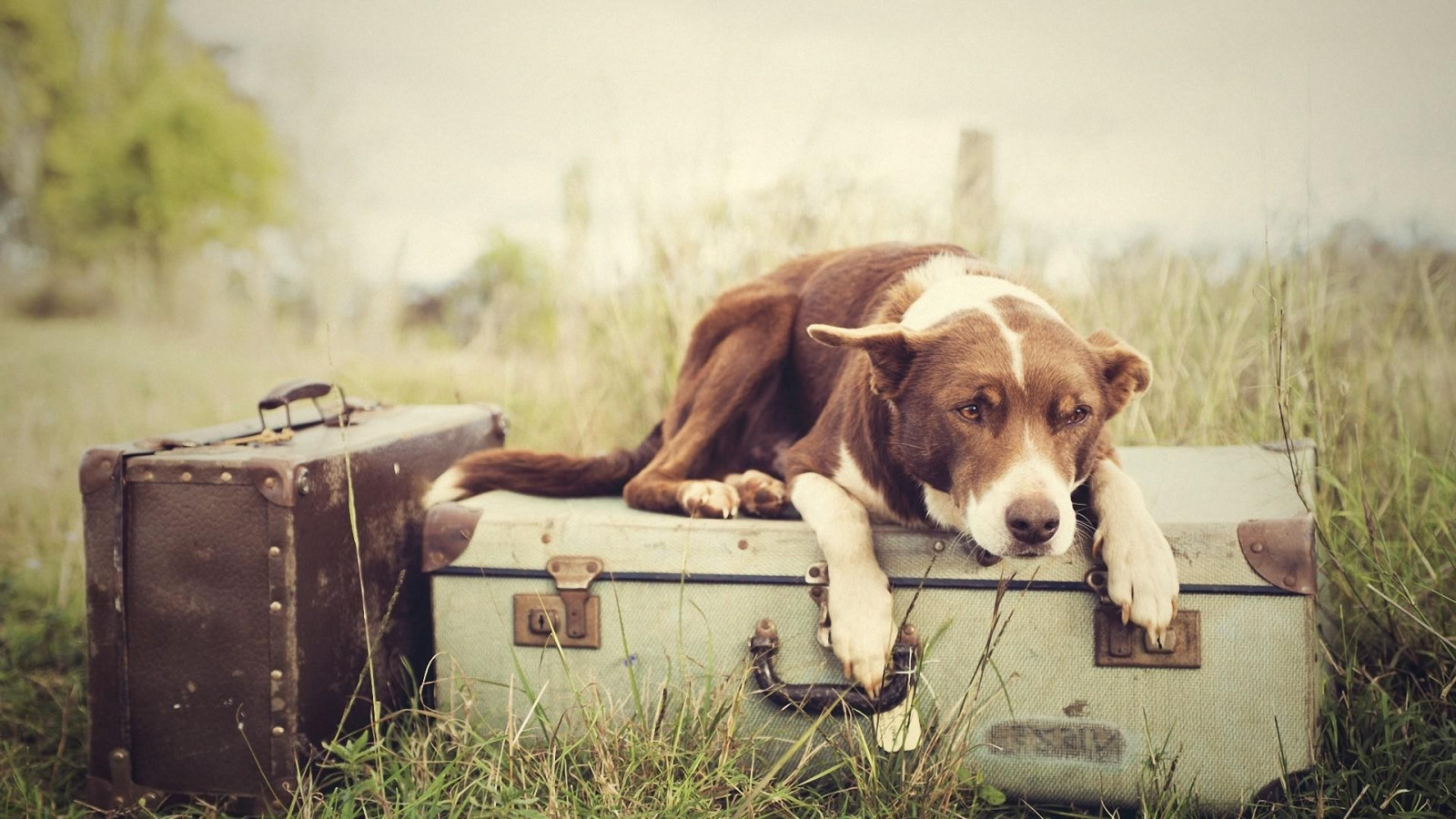 zvěř, tráva, Pes, 1920x1080 px, čenich, pes jako savec, psí plemeno