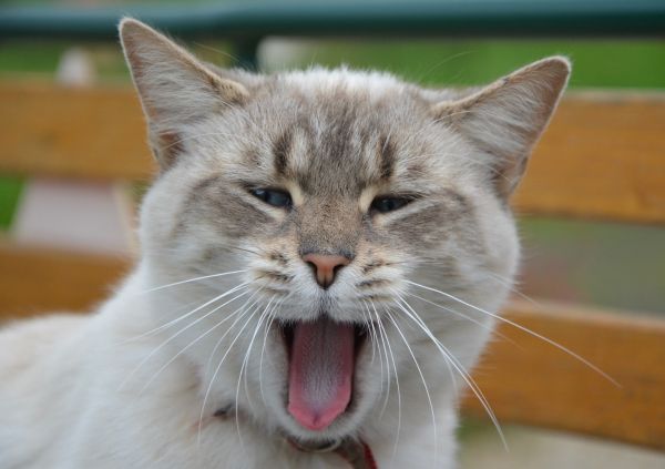 cat,yawning,sweet,muzzle