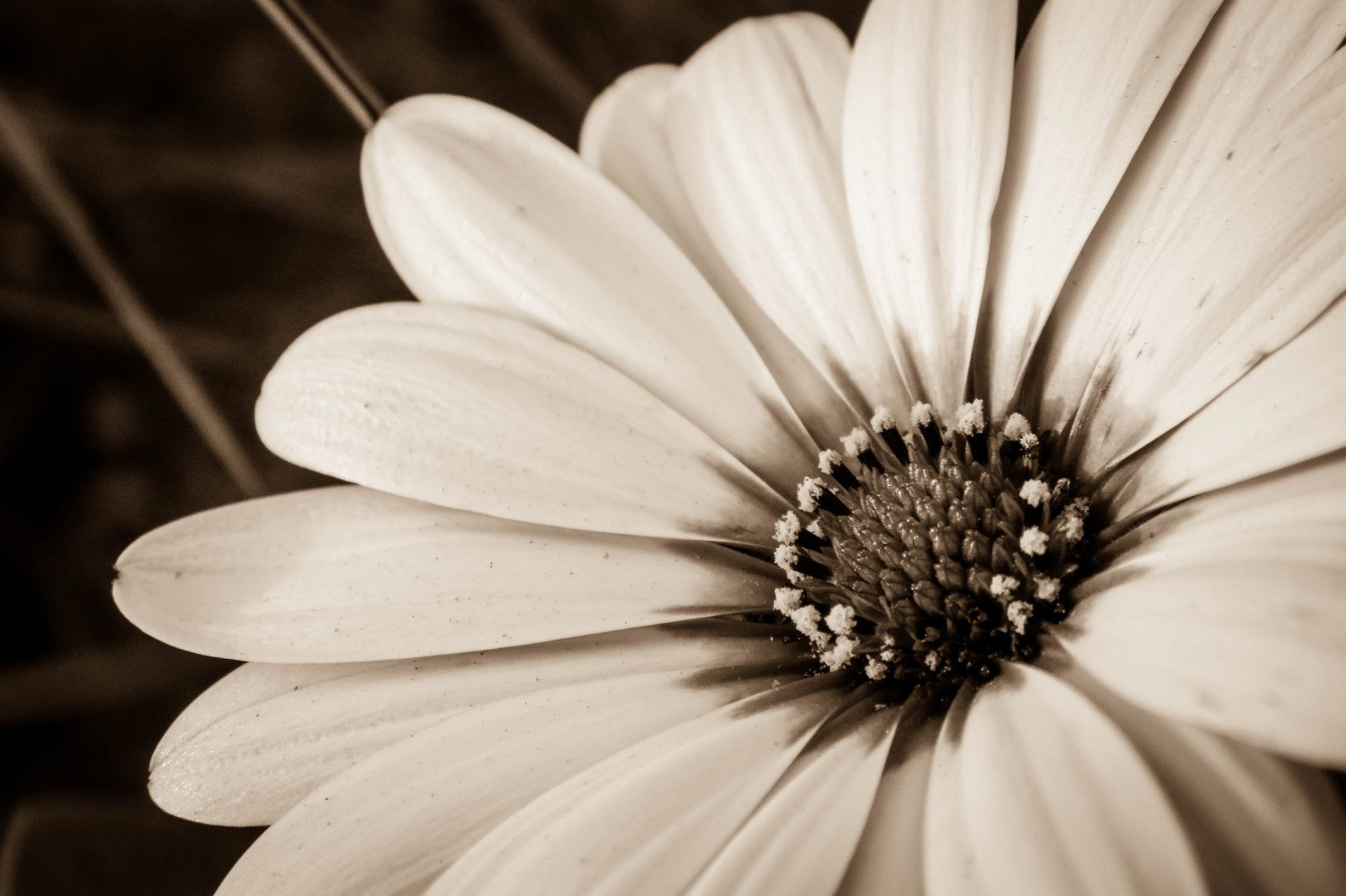hvid, sort, monokrom, blomster, natur, fotografering, sepia, blomst, Daisy, blomst, plante, flora, kronblad, sort og hvid, monokrom fotografering, botanik, jord plante, blomstrende plante, tæt på, makrofotografering, stængelplante, gerbera, hvid okseøje