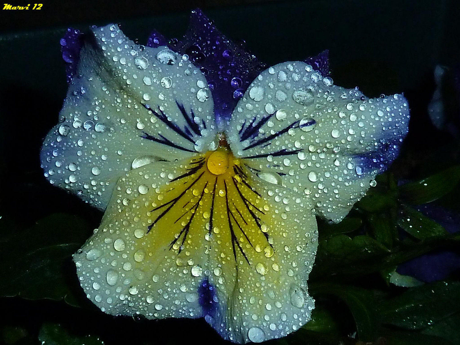 blomster, vinter, Mars, blomst, makro, natur, fleur, gul, nat, fleurs, jaune, have, marts, stedmoderblomst, jardin, pluie, dråbe, nuit, Goutte, penne e, flore, Limousin, dmctz8, aimezvouslesfleurs