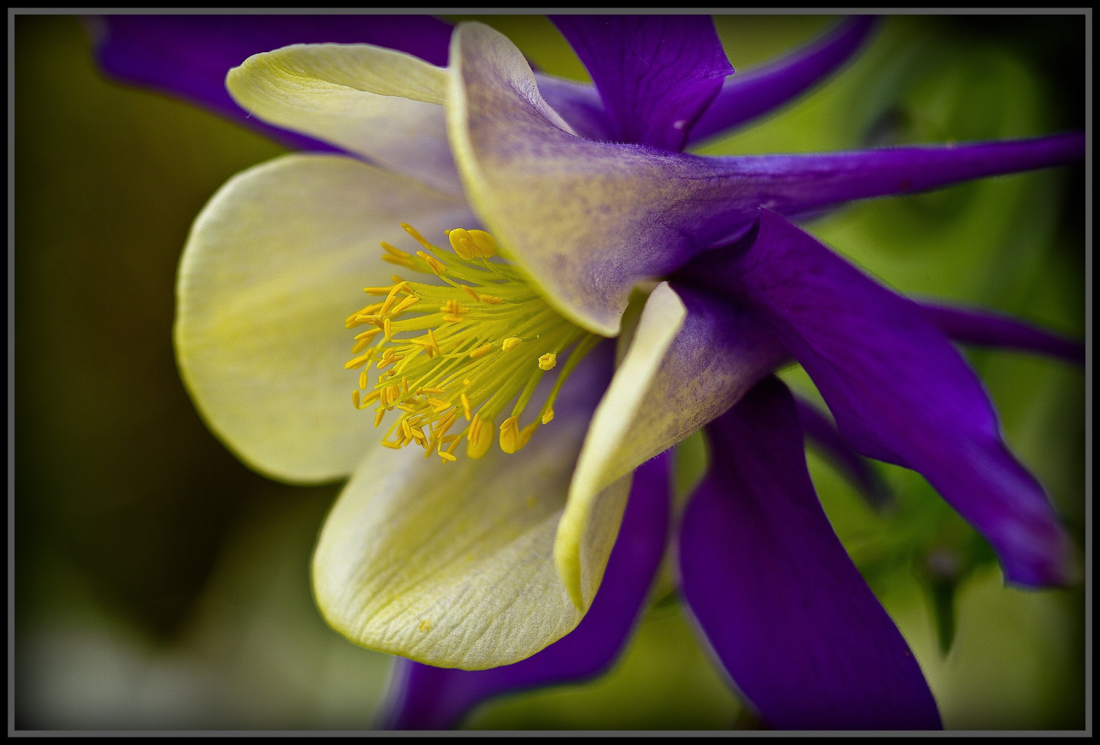 bílý, makro, Německo, kolínská, UMĚNÍ, květ, rostlina, flóra, lila, okvětní lístek, tvořivý, anawesomeshot, abigfave, bestcapturesaoi, aplusphoto, platinumphoto, blueribbonwinner, colourartaward, firstquality, colorphotoaward, megashot, Oberberg, platinumsuperstar, magicdonkeysbest, vosplusbellesphotos, macromarvels, themoulinrouge, alwaysexc, suchozemská rostlina, kvetoucí rostlina, makro fotografie, akelei