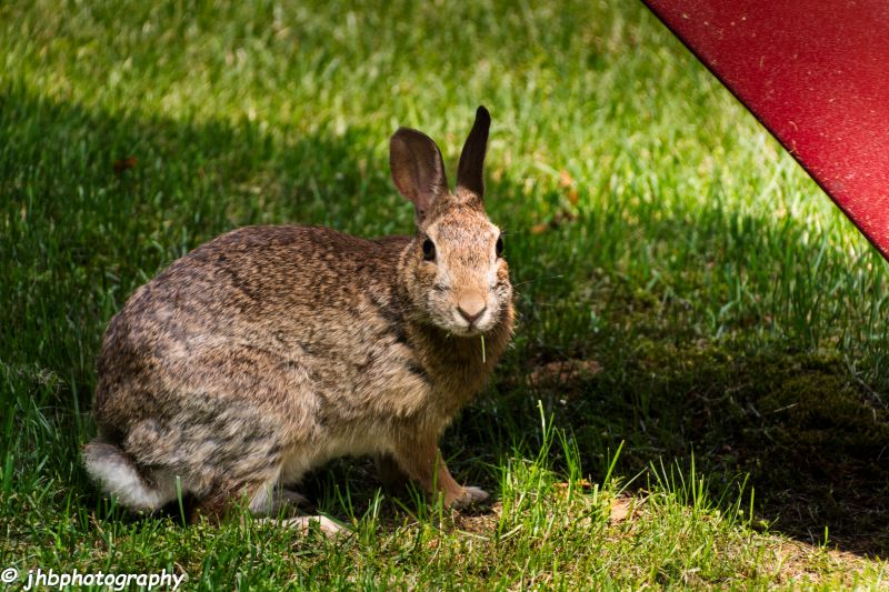 králíci, Dvůr a okolí králíci, Dvůr a okolí