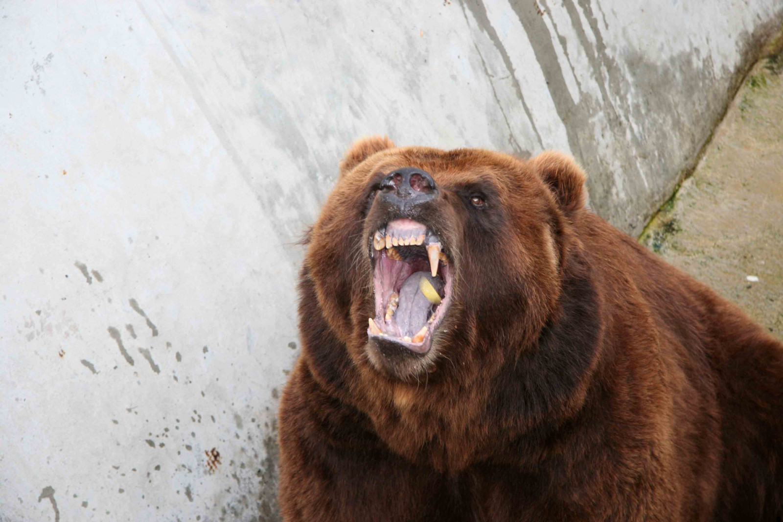 rabbia, natura, denti, Zoo, Orso grizzly, orso bruno, orso, fauna, mammifero, vertebrato, gruppo razza del cane, aggressione