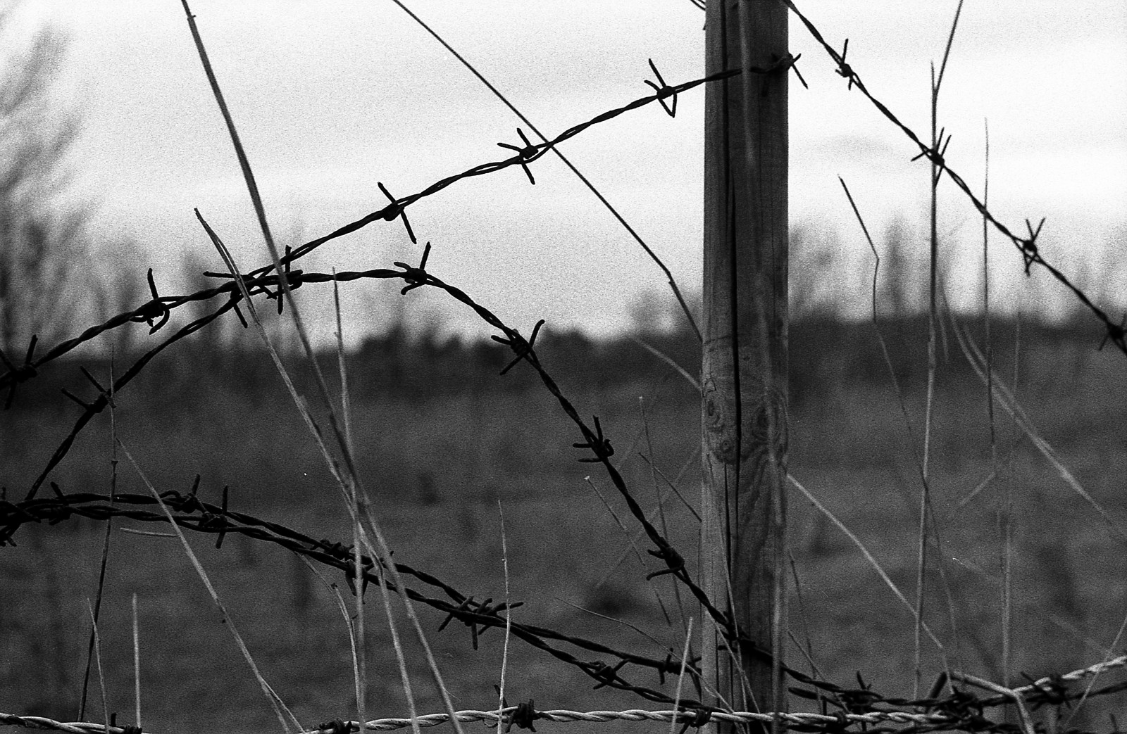 bw, film, analog, 35MM, haiku, Minolta, bn, pigtråd, analog, 135, 800, biancoenero, SRT, 303, pellicola, rokkor, minoltasrt303, rolleifilm, fotografiaanalogica, rokkorpf58mmf14, rolleirpx400