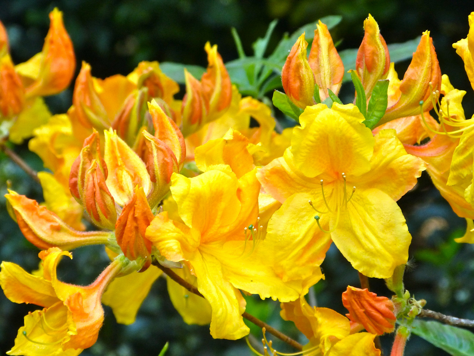 fiori, natura, giallo, arbusti, primavera, Rododendro, fiore, pianta, flora, giardini, petalo, Newengland, Fiore di campo, pianta fiorita, arbusto, pianta annuale, staminali vegetali, azalea, azalee, pianta erbacea