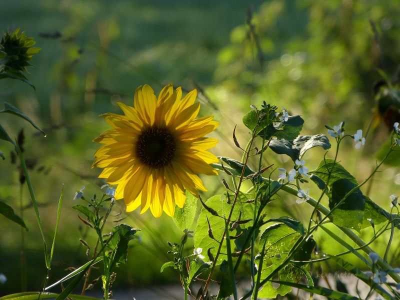flower, yellow, sunflower, plant, daisy family, flora flower, yellow, sunflower, plant, daisy family, flora