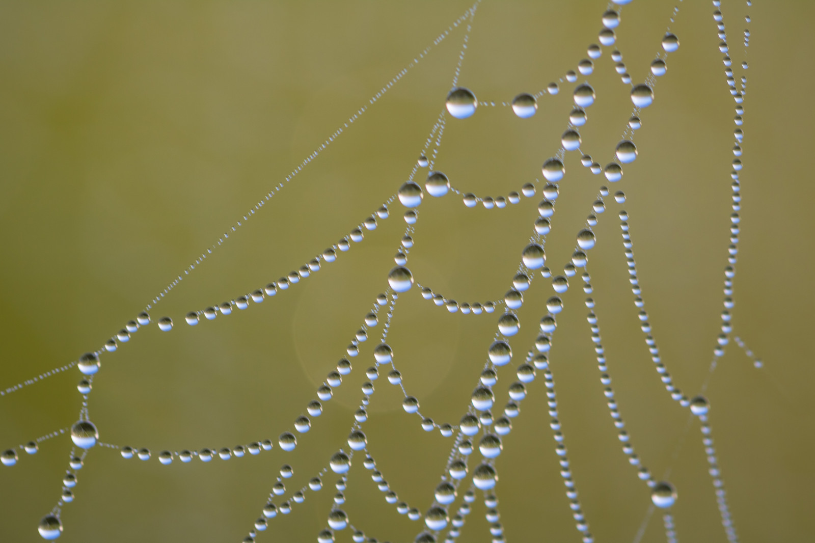 voda, Příroda, makro, větev, vzor, pavouk, rosa, pavoukovec, web, vatten, makro, natur, spindeln t, materiál, čára, kapička, exif modelu canoneos760d, geocountry, Kamera aby kánon, geocity, Model fotoaparátu canoneos760d, geostate, geolocation, exif aby kánon, droppe, EXIF isospeed 100, m nster, exif focallength 100mm, EXIF ef100mmf28lmacroisusm čočka, Dagg, EXIF otvor 35, fauna, zblízka, makro fotografie, bezobratlý, vlhkost, pavoučí síť