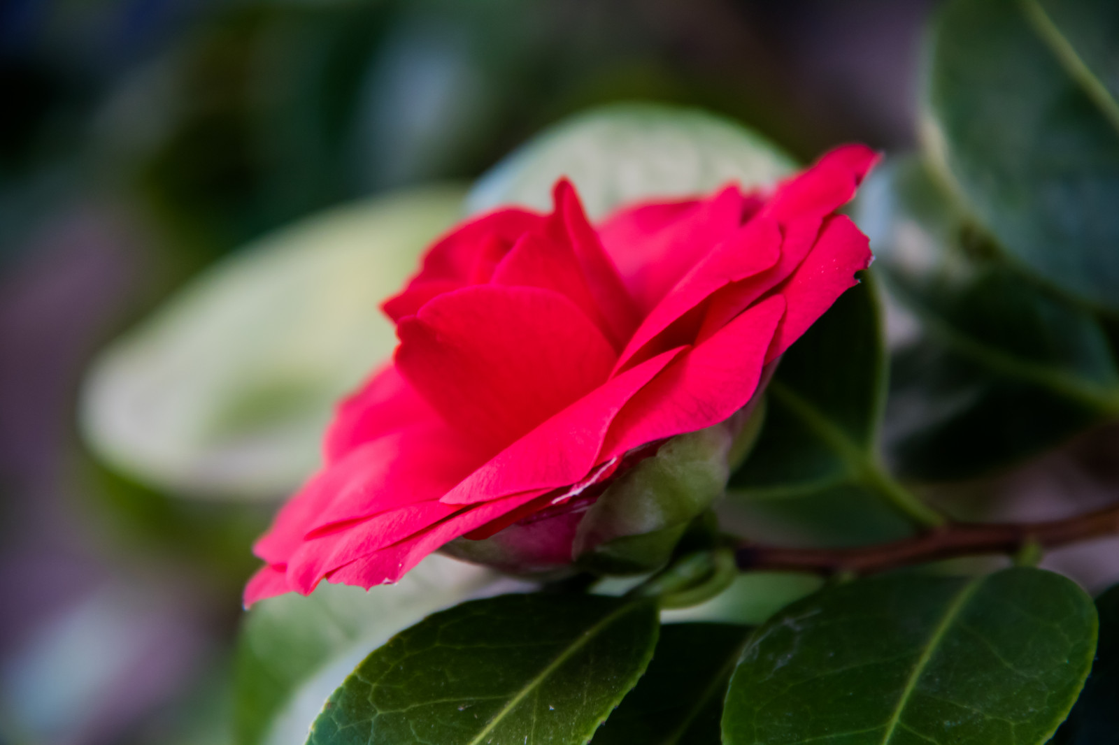 rot, Rose, blühen, Rosa, Stange, Hibiskus, Blatt, Blume, Pflanze, Flora, Blomma, Blütenblatt, Vellinge, Vellingeblomman, Hibiskus, Botanik, Landanlage, blühende Pflanze, Nahansicht, Makrofotografie, Rose Familie